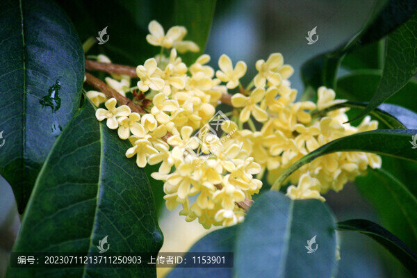 桂花