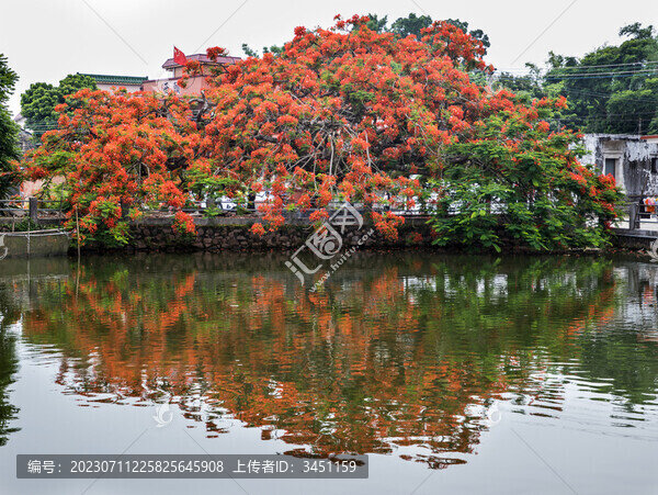 鳳凰花開紅彤彤