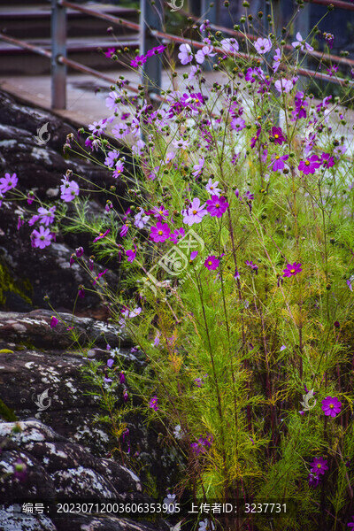 波斯菊花