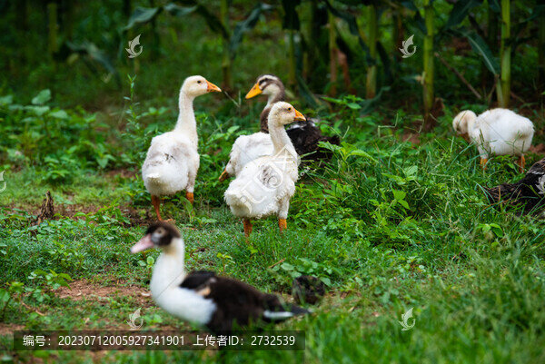 小鵝