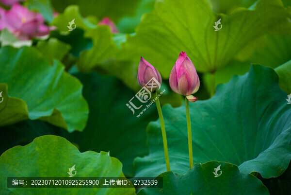 荷花