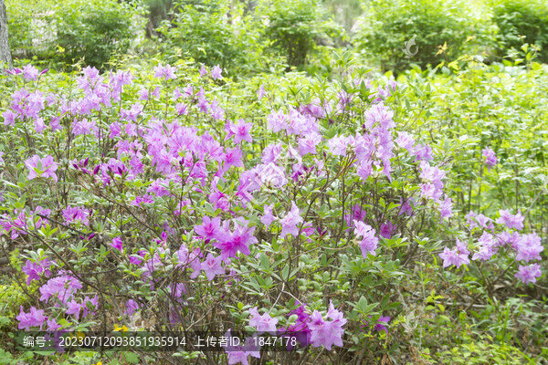 金達(dá)萊花