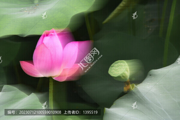 寫意荷花