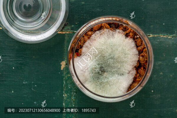 食物腐敗發(fā)霉變質(zhì)