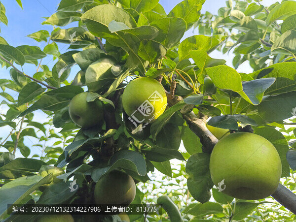 果園蘋果梨素材