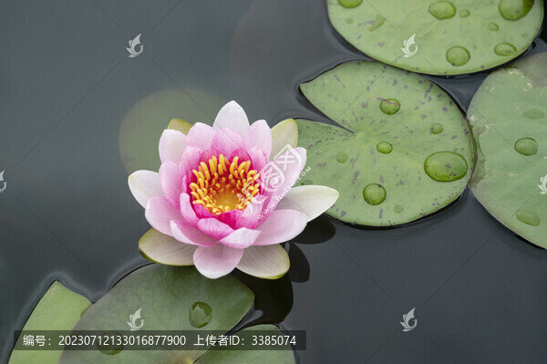 睡蓮荷花夏天粉色花卉綠葉水珠