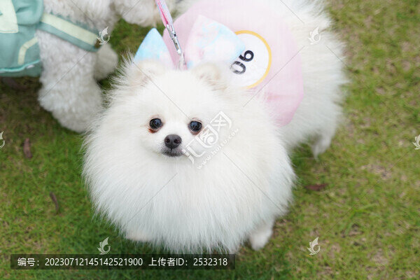 萌寵寵物狗狗犬可愛動物