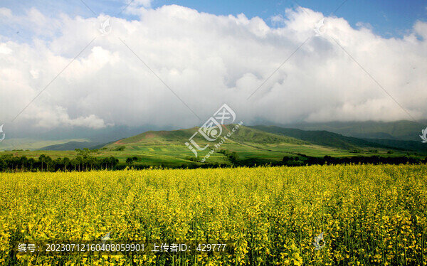 油菜花海