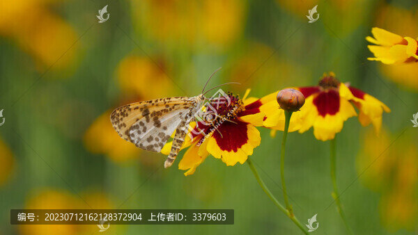 兩色金雞菊