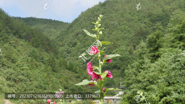 開花的蜀葵