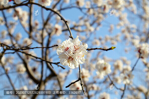 杏花