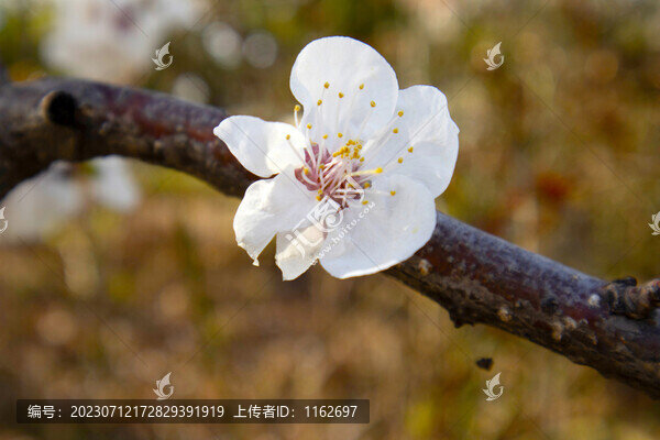 杏花