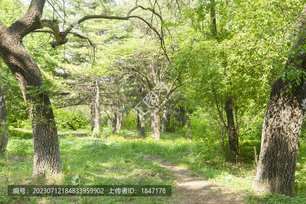 長春南湖公園森林