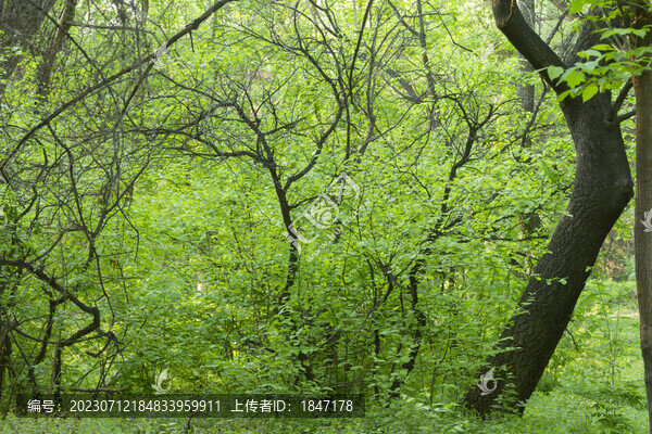 長(zhǎng)春南湖公園森林