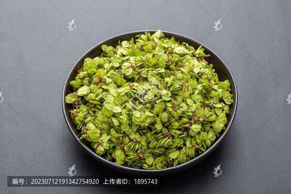 新鮮榆錢