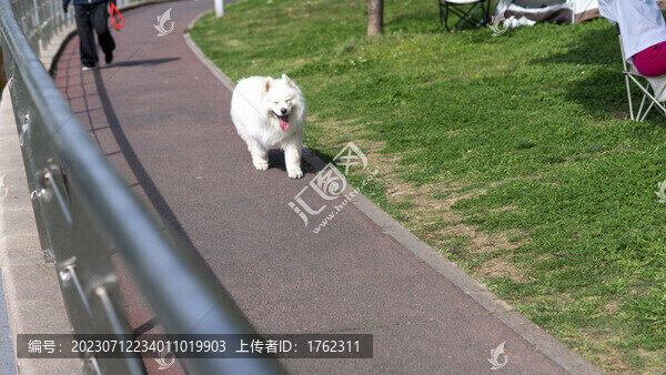 薩摩耶