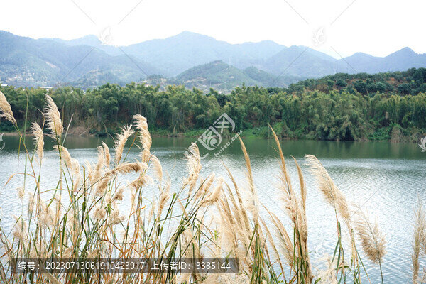 山水蘆葦