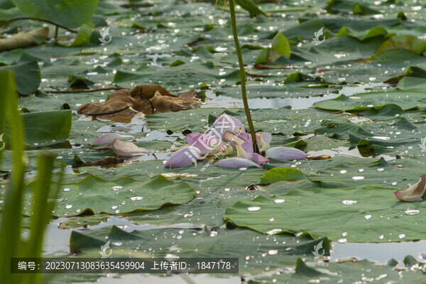 荷花