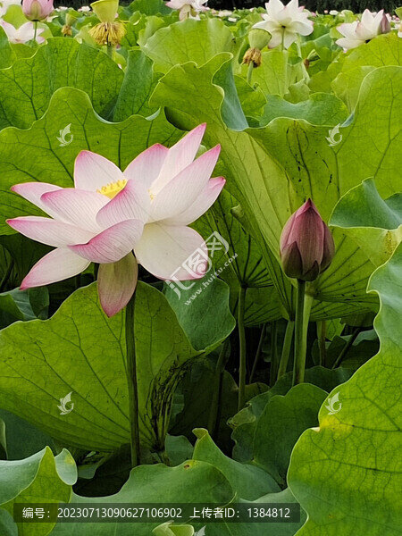 荷花