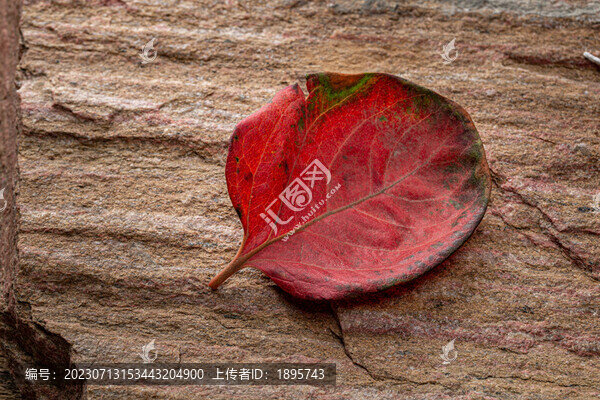 巖石上的柿子葉