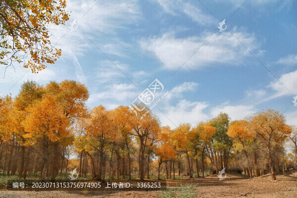 額濟(jì)納胡楊林