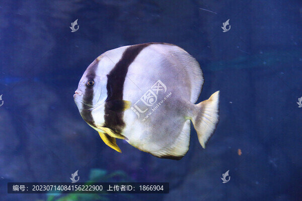 圓眼燕魚