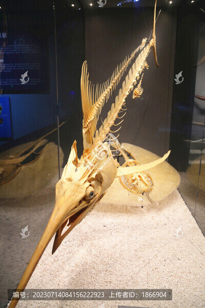 藍(lán)槍魚(yú)骨骼