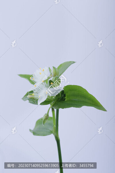 白花紫露草中景