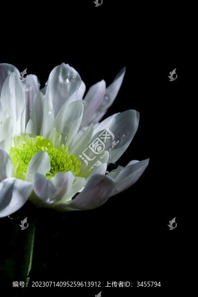 雛菊