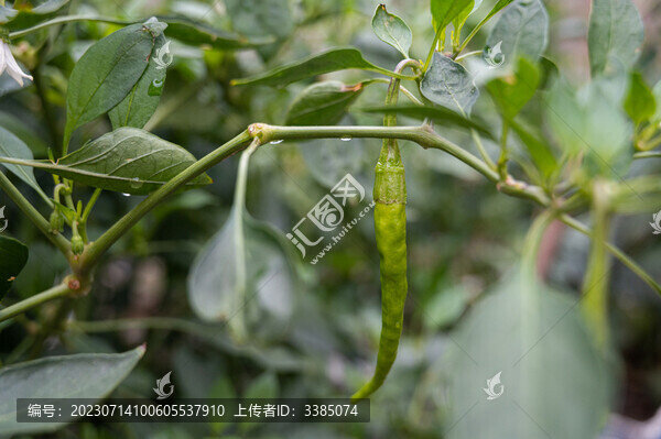辣椒青椒生長菜園辣椒樹朝天椒