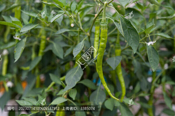 辣椒青椒生長(zhǎng)菜園辣椒樹(shù)朝天椒