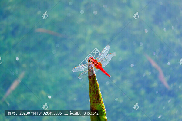 蜻蜓
