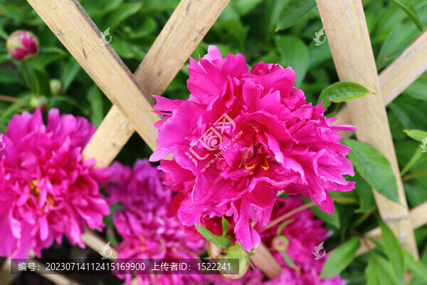 芍藥花