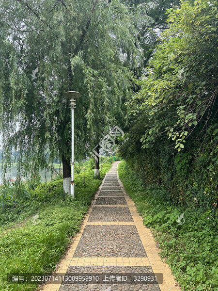 夏天公園林蔭道