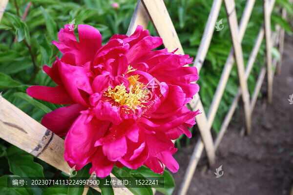 芍藥花