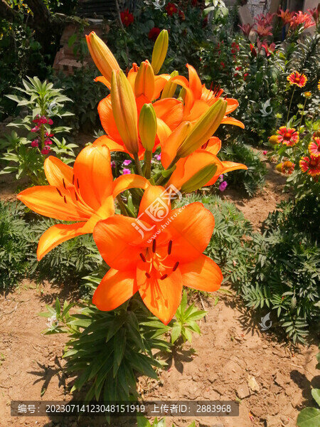 橙色的百合花