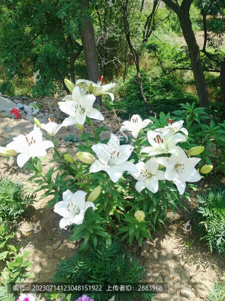 白百合