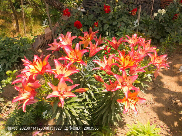 紅色百合花