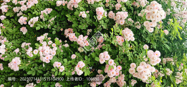 薔薇花