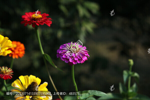 百日菊