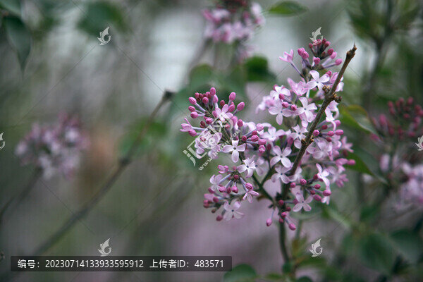 丁香花