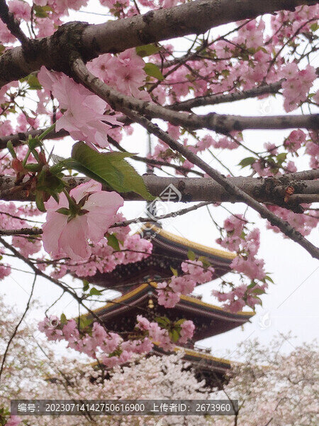 櫻樹