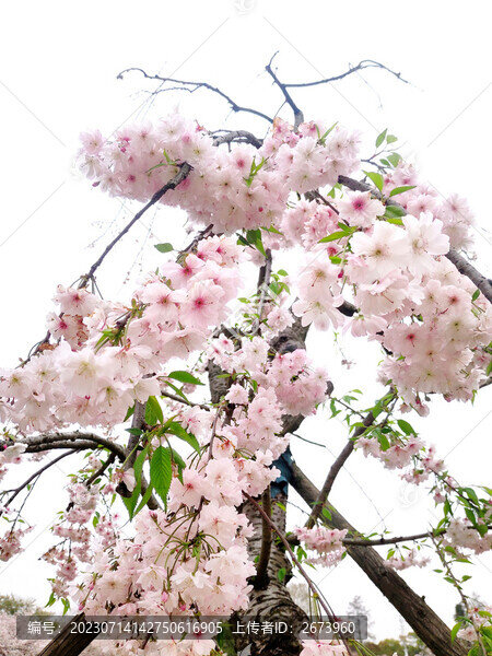 垂枝櫻