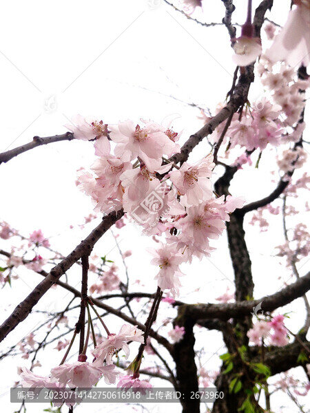 櫻