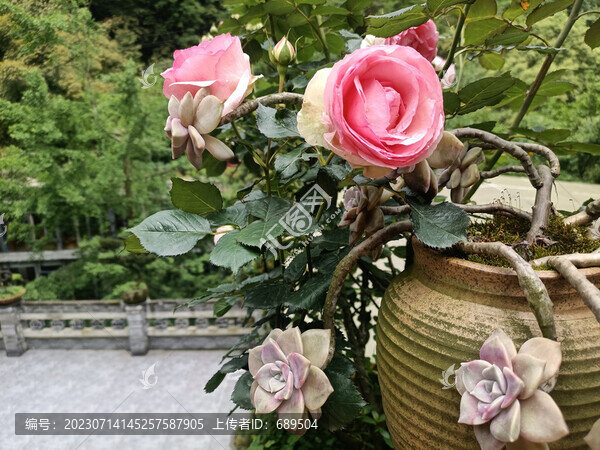 芙蓉花