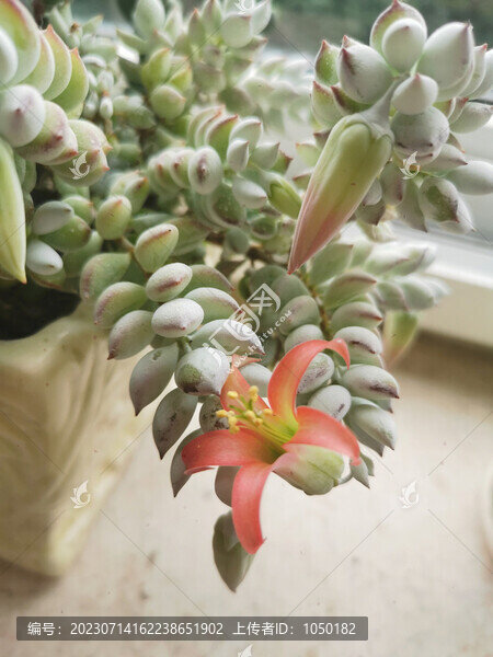 多肉小花