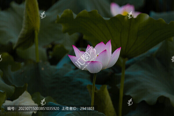 蓮花