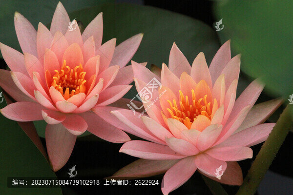 睡蓮