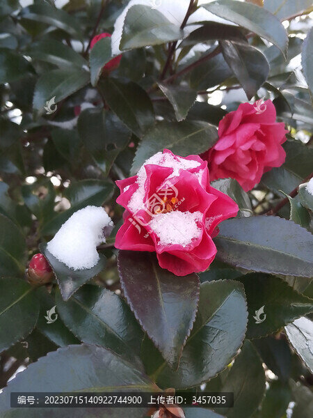 雪景花