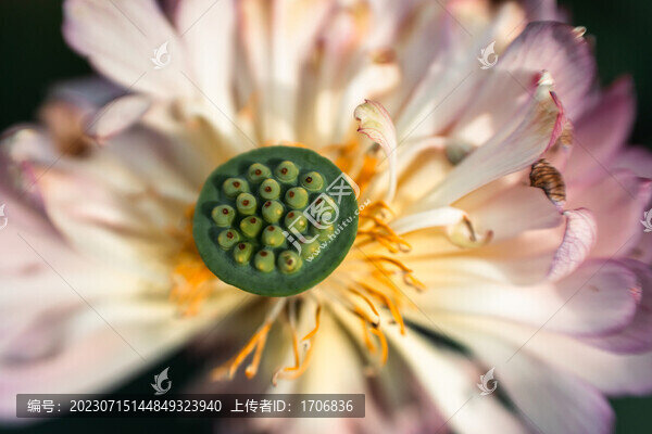 荷花蓮蓬